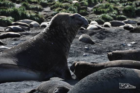 Elefante-marinho observa possíveis rivais na praia de Gold Harbour, na Geórgia do Sul